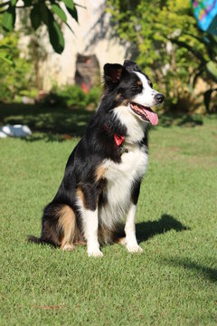 A border collie with three color coat sunning
