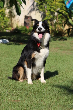 A border collie with three color coat sunning