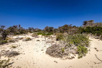 Chrissy island scenery on a sunny summer day with dry trees, white sand and blue clear sky. © Eugene_Photo