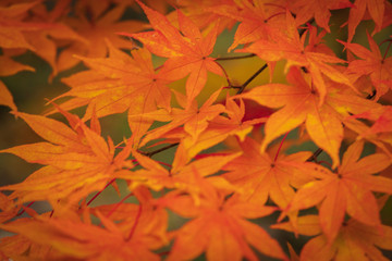 Towada Hachimantai National Park in autumn