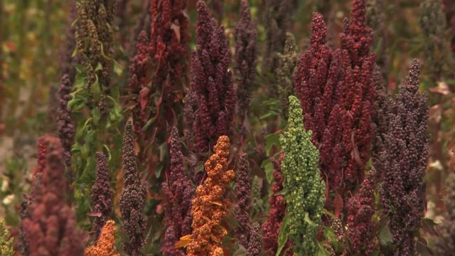 Close up of organic colored mature quinoa plants in a windy field in the Andes, Bolivia