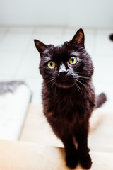 Portrait de chat noir au regard intense