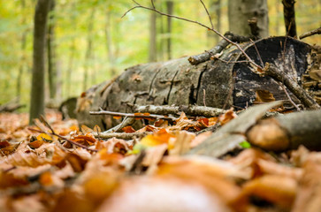 Ground level close up of a fallen tree trunk laying on a forest ground covered with autumn leaves. 