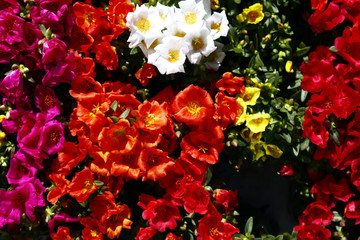 Assorted fresh and colorful flowers