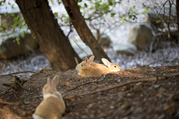 Young European rabbit, on the island of Ohkunoshima