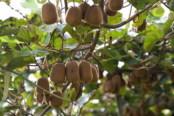 Fruits of kiwi, on the branch