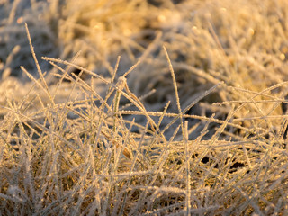Fototapeta premium abstract picture with frosted grass, suitable for background