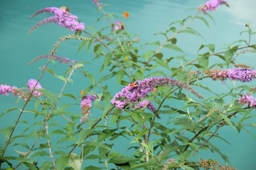butterfly bush