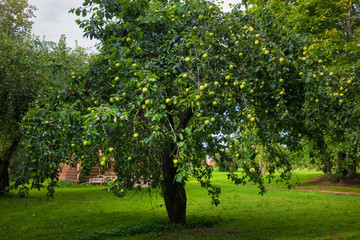 Fototapeta na wymiar Apple tree with ripe apples on a summer evening