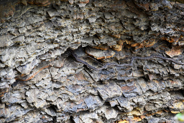 Stone, gray breed. For many years, stone layers have harmonized, so it turned out a beautiful texture, natural background. There are no people.