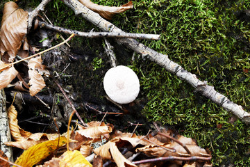Autumn composition, this is the same frame of dry leaves and branches, green moss and white coarse...