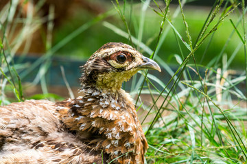 The common quail (Coturnix coturnix) or European quail is a small ground-nesting game bird in the...