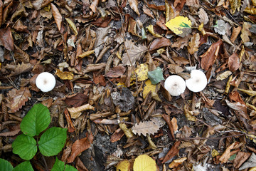 Autumnal frame made by nature itself. Against the background of dry foliage, three ceps sprouted and a green branch of the bush lies.