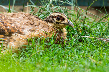 The common quail (Coturnix coturnix) or European quail is a small ground-nesting game bird in the pheasant family Phasianidae