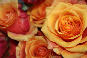 bouquet of orange roses background