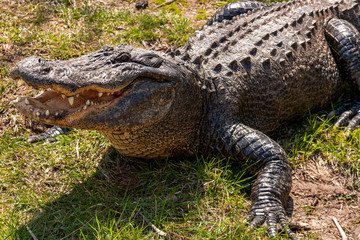 close up portrait of an american alligator 
