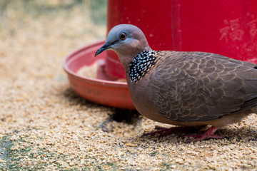 The spotted dove (Spilopelia chinensis) eating food from the food feeder in a zoo, a small and somewhat long-tailed pigeon, a common resident breeding bird across the Indian subcontinent and Southeast