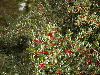 Beeren