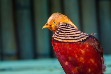 Theh golden pheasant ( Chrysolophus pictus ), also known as the Chinese pheasant , and rainbow pheasant , is a gamebird of the order Galliformes (gallinaceous birds).