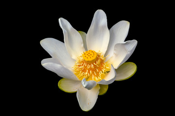 white wagter lily flower isolated on black background