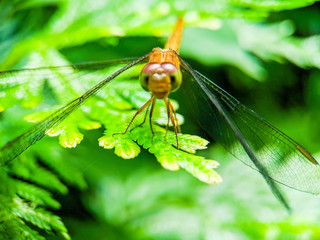 dragonfly on leaf