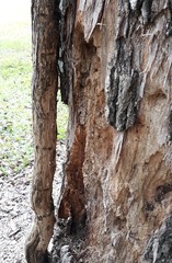 damaged bark of a tree