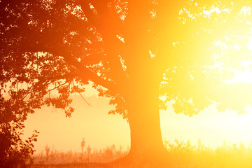 Fototapeta na wymiar silhouette of a tree in the golden light of bright dawn. Art photo with very bright sunshine.
