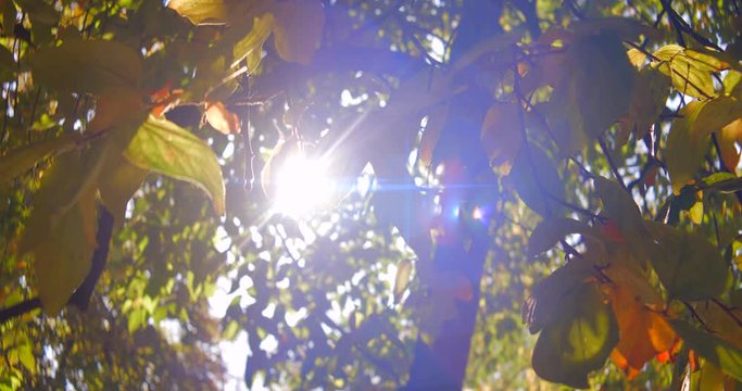 Autumn leaves, trees and park during midday shot in anamorphic slow motion 4K. Shot in anamorphic, it will need to be squeezed vertically or desqueezed horizontally by a factor of 1,25x
