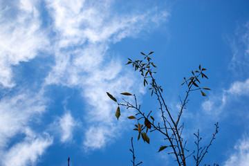 秋から冬にかけての木・空