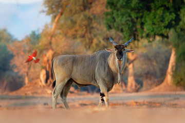 Common Eland - Taurotragus oryx also the southern eland or eland antelope, savannah and plains antelope found in East and Southern Africa, family Bovidae and genus Taurotragus - obrazy, fototapety, plakaty