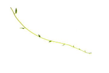 Heart shaped green leaves twisted Binahong plant for herbal medicine isolated on white background with clipping path