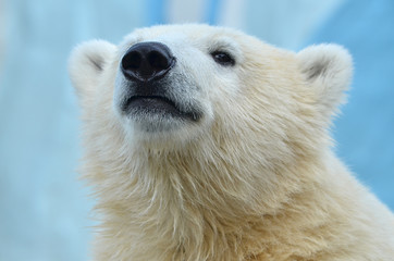 polar bear