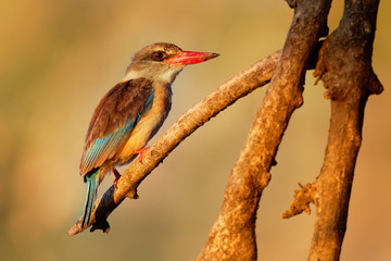 Brown-hooded Kingfisher - Halcyon albiventris red billed bird with brouwn and blue back from Sub-Saharan Africa, living in woodland, scrubland, forest edges