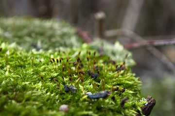 bl&uuml;hendes Moos