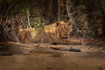 Lion - Panthera leo king of the animals. Lion resting in the National Park Mana Pools in Zimbabwe after the succesfull hunting