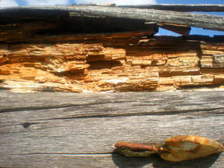 Old log cabin with mushroom tinder fungus, rotten wood, damaged by time and bad weather.