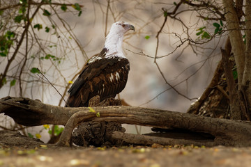 African Fish-eagle - Haliaeetus vocifer  large species of white and brown eagle found throughout sub-Saharan Africa, national bird of Namibia, Zimbabwe, Zambia, and South Sudan