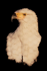 African Fish-eagle - Haliaeetus vocifer  large species of white and brown eagle found throughout...