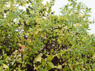 Baies noir bleuté et brillantes d'automne du chèvrefeuille du Japon ou chèvrefeuille de Chine (Lonicera japonica)