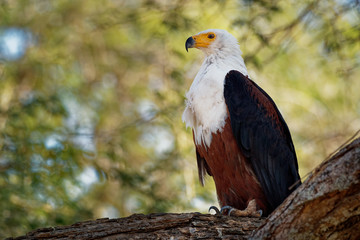 African Fish-eagle - Haliaeetus vocifer  large species of white and brown eagle found throughout sub-Saharan Africa, national bird of Namibia, Zimbabwe, Zambia, and South Sudan