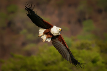 African Fish-eagle - Haliaeetus vocifer  large species of white and brown eagle found throughout...