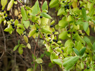 Obraz premium (Lonicera japonica) Baies noir bleuté et brillantes du chèvrefeuille du Japon ou chèvrefeuille de Chine aux tiges ou rameaux rougeoyant et feuilles ovales bordurées de rouge en automne