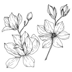 Vector Magnolia floral botanical flowers. Black and white engraved ink art. Isolated magnolia illustration element.
