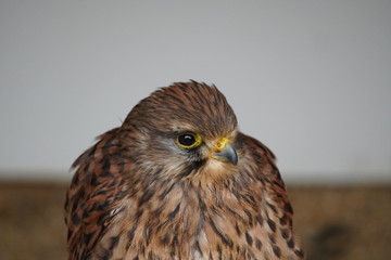 Kestrel