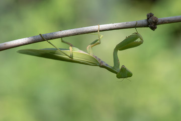 Mantis Praying at Perched on a brown and branch With a green background.