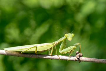 Mantis Praying at Perched on a brown and branch With a green background.