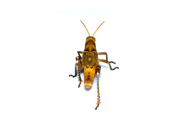 Image of Brown grasshopper, insect ,On a branch, Isolated on the white backgroun