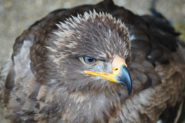 Steppe eagle