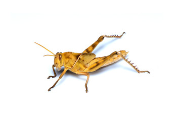 Image of Brown grasshopper, insect ,On a branch, Isolated on the white backgroun