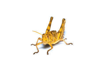 Image of Brown grasshopper, insect ,On a branch, Isolated on the white backgroun